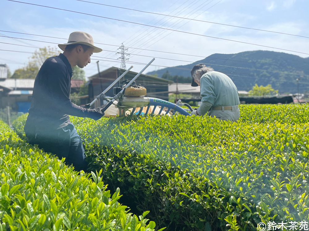 Suzuki Chaen’s Vision of Green Tea in Everyday Life 【Kawane Tea, Shizuoka Prefecture, Japan】