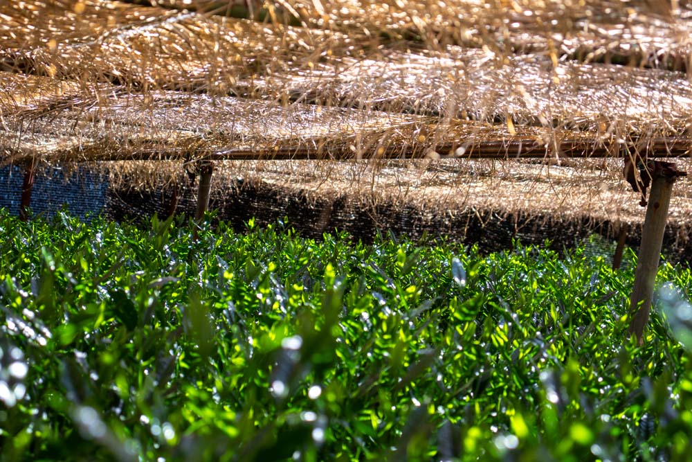 Shaded cultivation