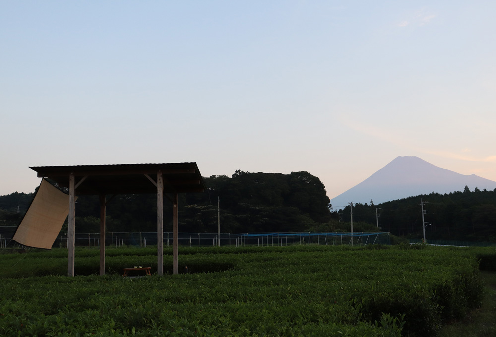 富士山まる茂茶園(後編)
