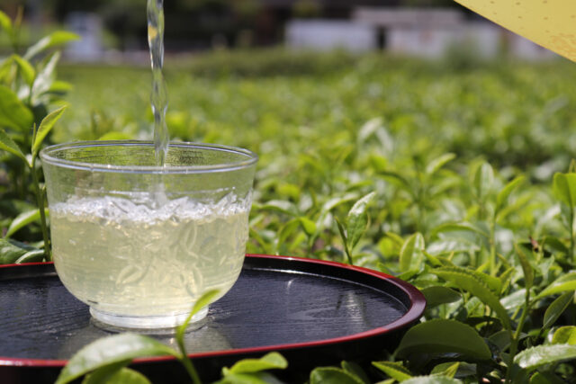 静香農園の川根茶の魅力と希少な高級茶の行方【静岡県・川根茶】